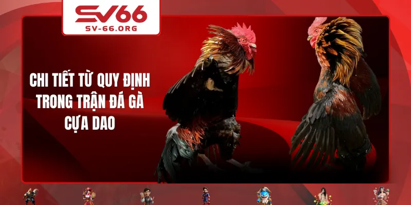 Chi tiết từ quy định trong trận đá gà cựa dao