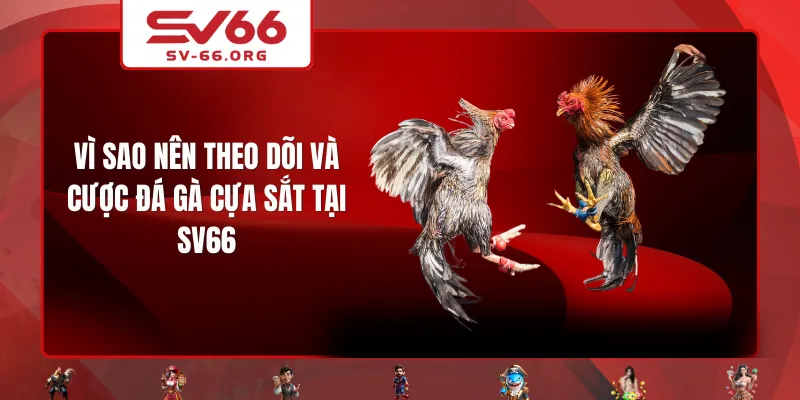 Vì sao nên theo dõi và cược đá gà cựa sắt tại SV66